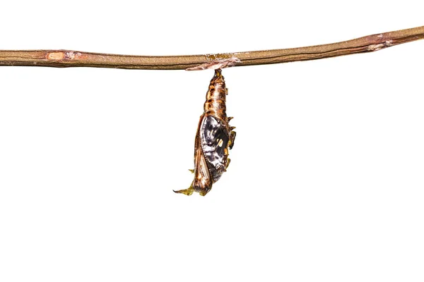 Crisálida madura isolada de borboleta sargento de veios pretos (A — Fotografia de Stock