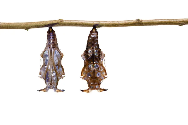 Crisálida isolada de borboleta sargento de veios pretos (Athyma r — Fotografia de Stock