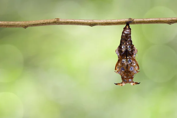 Златокрылая сержантская бабочка (Athyma ranga) ha — стоковое фото