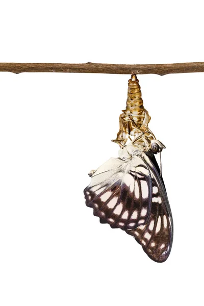 Geïsoleerde geaderd sergeant vlinder (Athyma ranga) emergi — Stockfoto