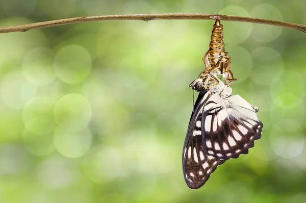 Emergió de la mariposa sargento de venas negras (Athyma ranga) de — Foto de Stock
