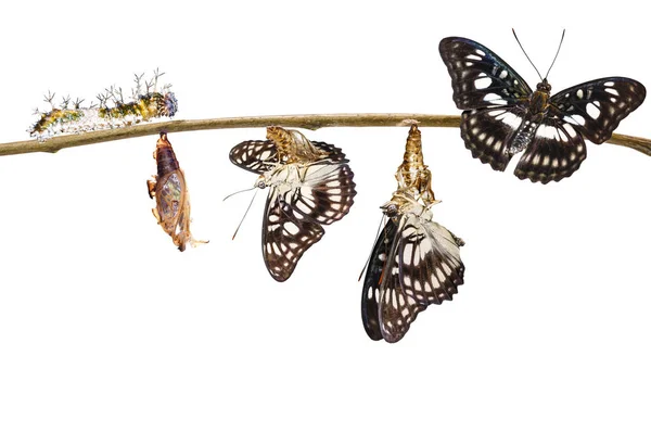 Trasformazione isolata di farfalla sergente dalle vene nere (Ath — Foto Stock