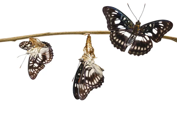 Isolated transformation of black-veined sergeant butterfly ( Ath — Stock Photo, Image