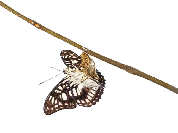 Vue ventrale isolée du sergent papillon à nervure noire (Athym — Photo