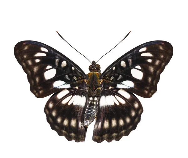 Vista dorsal aislada de la mariposa del sargento de venas negras (Athyma — Foto de Stock