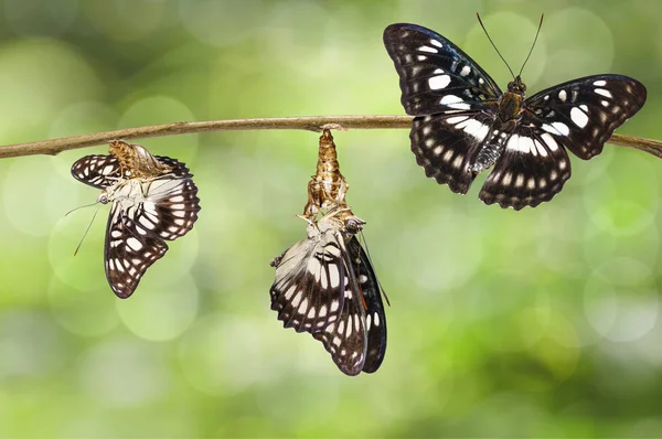 Transformatie van geaderd sergeant vlinder (Athyma ranga — Stockfoto
