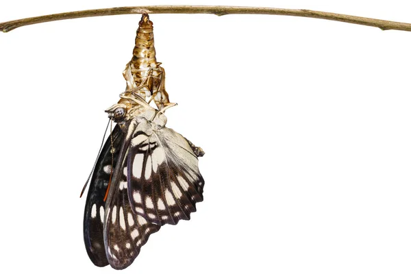 Na białym tle sierżant przerostami czarny motyl (Athyma ranga) emergi — Zdjęcie stockowe