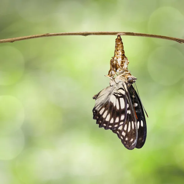 Fekete erezett őrmester pillangó (Athyma Attila) feltörekvő és ha — Stock Fotó