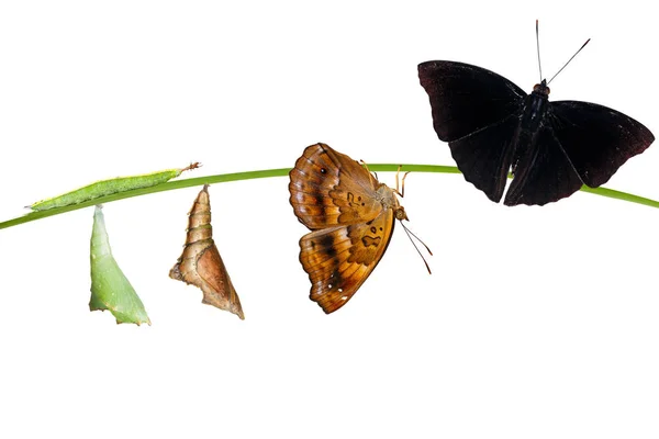 Isolatetd transformacji firmy caterpillar i poczwarki samców — Zdjęcie stockowe