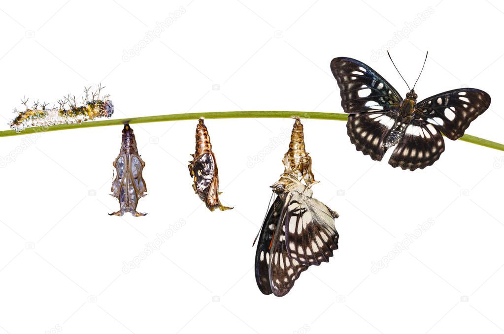 Isolated transformation from caterpillar , chrysalis of Black-ve