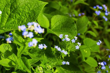 Sibirya bugloss çiçek ya da korun garde yaprak ile