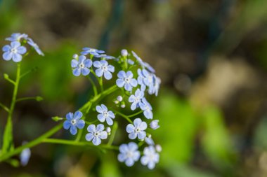 Sibirya bugloss çiçek ya da korun garde yaprak ile