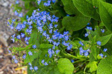 Sibirya bugloss çiçek ya da korun garde yaprak ile