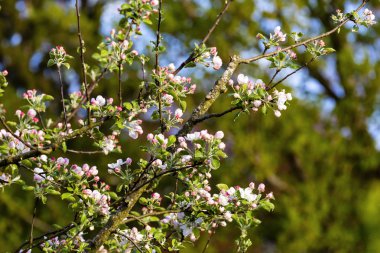 White cherry blossoom are blooming in the garden of spring seaso