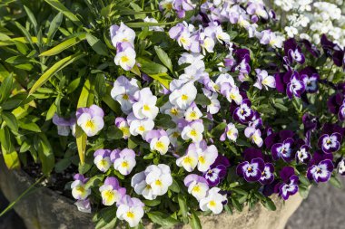 Bahçedeki blommong homo çiçekler