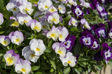 Bahçedeki blommong homo çiçekler