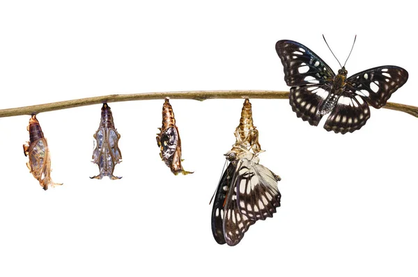 Çavuş siyah damarlı yalıtılmış dönüştürme chrysalis üzerinden — Stok fotoğraf