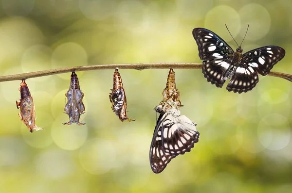 Siyah damarlı Çavuş kelebek krizalid dönüşüm — Stok fotoğraf