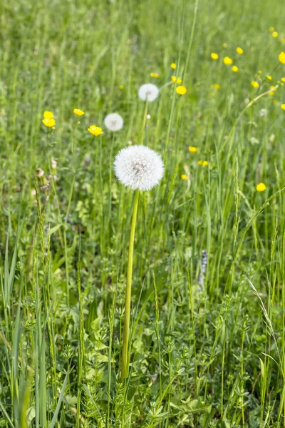 White common dandelion grass flower blooming in garden — Stock fotografie