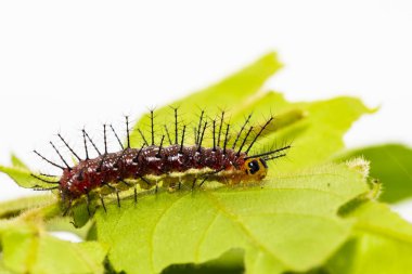 Kırsal Kelebek Tırtılları (cupha erymanthis) yaprak ve w üzerinde