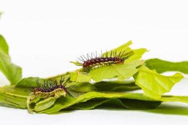 Kırsal Kelebek Tırtılları (cupha erymanthis) yaprak ve w üzerinde