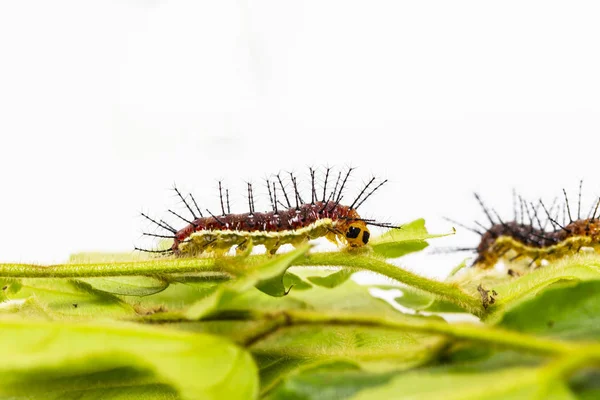 Caterpillar of Rustic butterfly (cupha erymanthis) on leaf and w — Stock Photo, Image