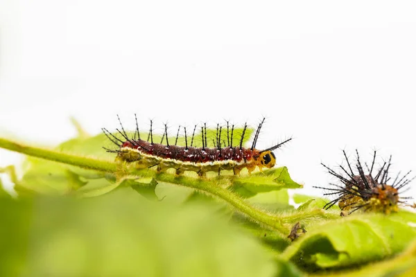 Rups van rustieke vlinder (cupha erymanthis) op blad en w — Stockfoto