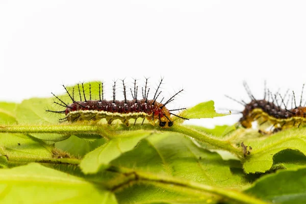 Caterpillar of Rustic butterfly (cupha erymanthis) on leaf and w — Stock Photo, Image