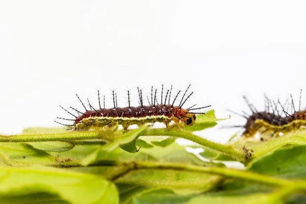 Bruco di farfalla rustica (cupha erymanthis) su foglia e w — Foto Stock