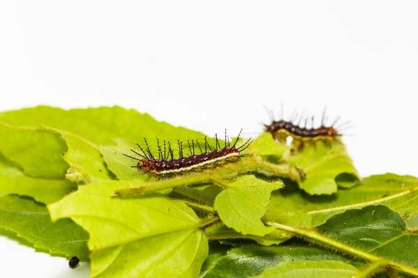 Caterpillar of Rustic butterfly (cupha erymanthis) on leaf and w — Stock Photo, Image