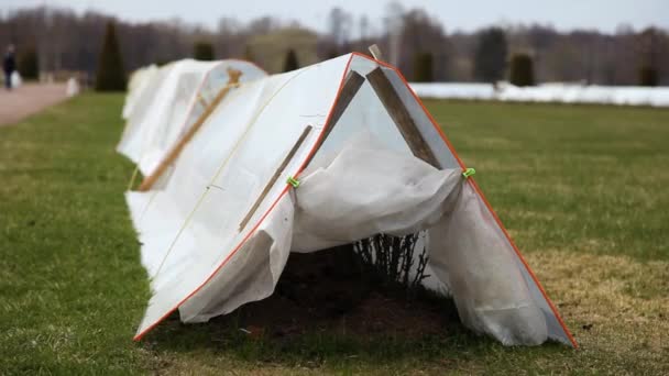 Geplande stekken van rozen in de grond in het voorjaar of de herfst, en beschut tegen de kou — Stockvideo