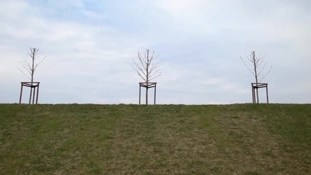 Plantación de plántulas de árboles a lo largo de un tramo — Vídeo de stock