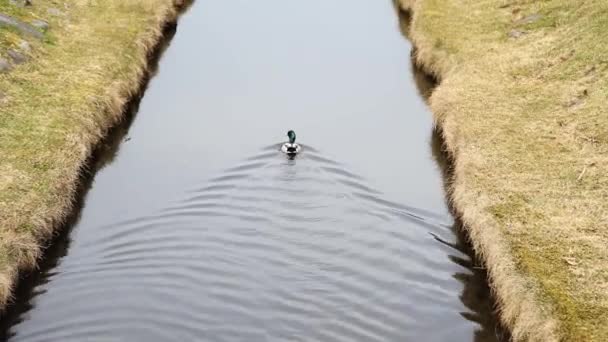 Pato flota en un pequeño arroyo en otoño — Vídeo de stock