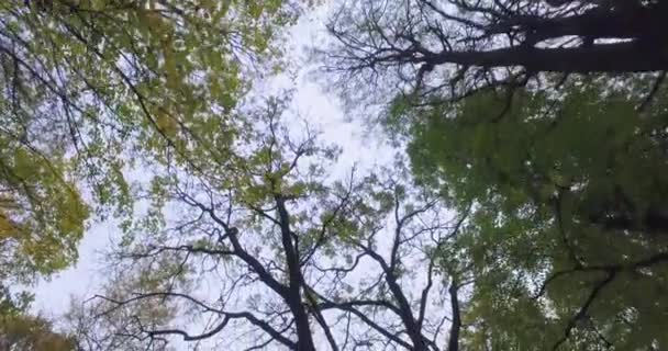 Vue vers le haut aux arbres à l'automne Park 