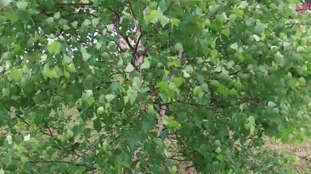 Медленное движение. Крупный план листьев на дереве в ветреную погоду — стоковое видео