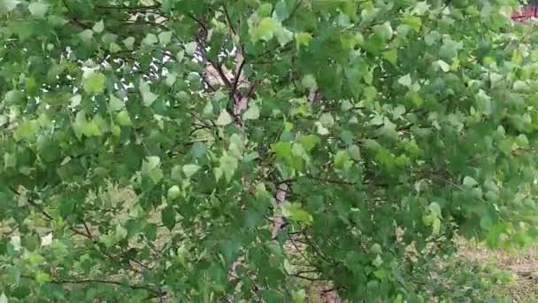 Slow motion. closeup of leaves on a tree in windy weather — Stock Video