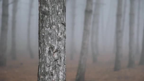 Primer plano del tronco de un árbol en un bosque oscuro en la niebla — Vídeos de Stock