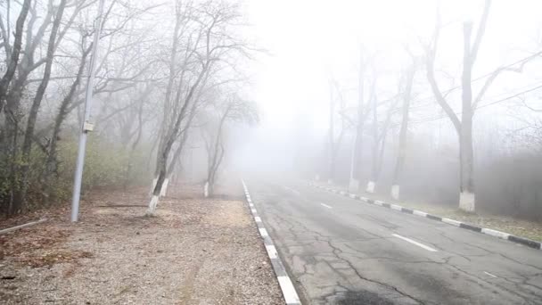 Buio cupo strada automobilistica nella nebbiosa foresta autunnale — Video Stock