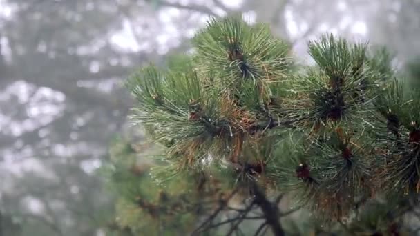 Branche d'arbre à gros plan avec rosée par temps nuageux pluvieux et brumeux — Video