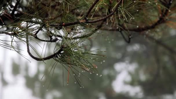 Крупный план дождевых капель на еловых ветвях в пасмурный дождливый день — стоковое видео