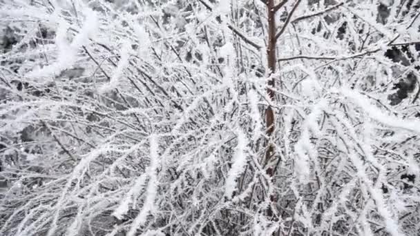 Drzewo pokryte mrozem i śniegiem w chłodny zimowy dzień. — Wideo stockowe