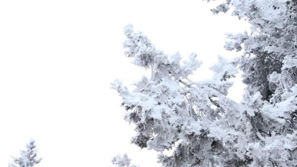 Дерево покрыто морозом и снегом в холодный зимний день на фоне белого неба — стоковое видео
