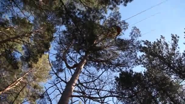 Funicular de teleférico para montanha passando por cima de sua cabeça no Parque — Vídeo de Stock