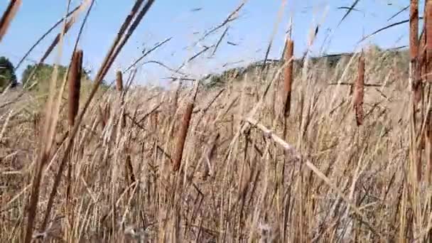 Hermoso fondo de otoño que se desarrolla en el cattail viento — Vídeo de stock