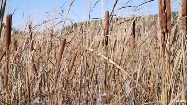 Beautiful autumn background developing in the wind cattail — Stock Video