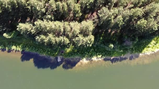 4k Antenne von oben nach unten Ansicht Ufer des Sees in einem Kiefernwald in sonnigen Sommertag — Stockvideo