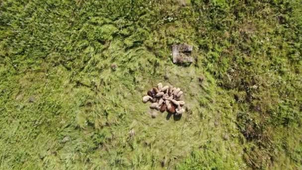 Aerial top down view of sheep lying on a clearing in woods on a Sunny summer day — Stock Video