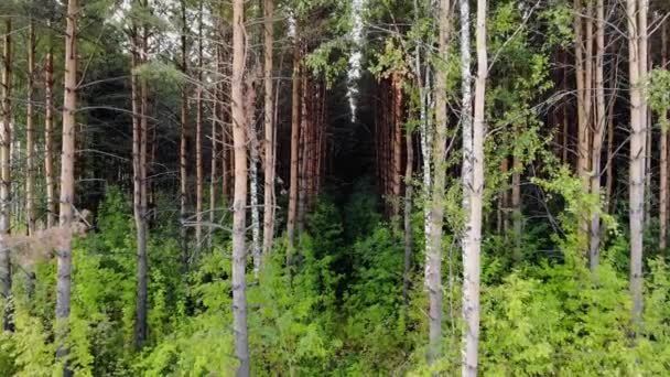 Steadicam Shot of Spruce and Pine Forest při západu slunce — Stock video