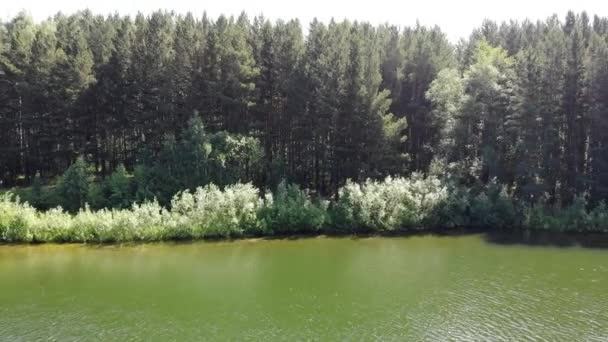 Voo aéreo da floresta de pinheiros e as margens do lago no verão Dia ensolarado — Vídeo de Stock