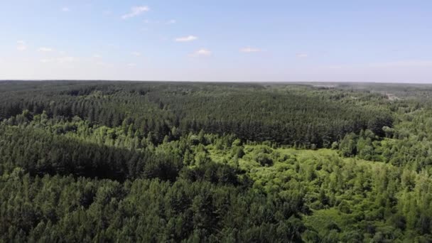 4k Aerial fly over a mixed forest in Sunny summer day — Stock video